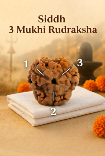Kashi Siddh Nepal Origin 3 Mukhi Rudraksha (Karma Release, Confidence, Self-Esteem) - 17mm to 22mm