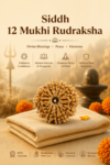Kashi Siddh Nepal Origin 12 Mukhi Rudraksha (Leadership, Confidence, Radiance) - 17mm to 22mm