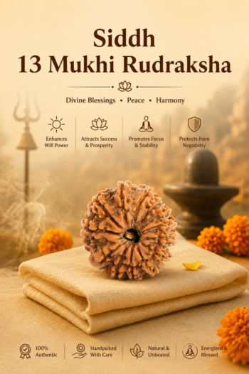 Kashi Siddh Nepal Origin 13 Mukhi Rudraksha (Attraction, Charisma, Fulfilment of Desires) - 17mm to 22mm
