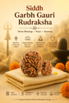 Kashi Siddh Nepal Origin Garbh Gauri Rudraksha (Motherhood, Family Harmony, Divine Blessings) - 17mm to 22mm